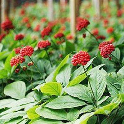 QAUZUY GARDEN 25 Seeds Stratified Wild American Ginseng Seeds for Planting-  Perennial Panax Quinquefolium- Untreated Organic Non-GMO Ginseng Seeds-Easy  Grow - Yahoo Shopping