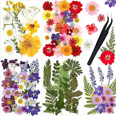 DAISY Pressed Flower Resin Crafts For DIY Art Jewelry Making 12pcs Dried  Daisy Flowers