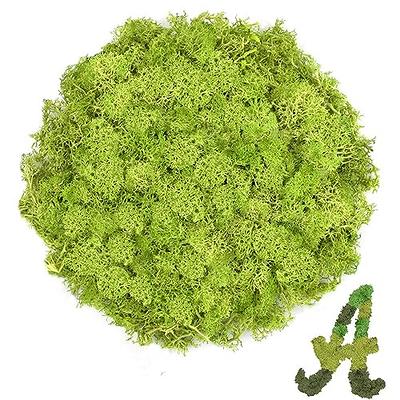 TCYPUHL 3.5 OZ Chartreuse Reindeer Moss, Preserved Moss for Plants