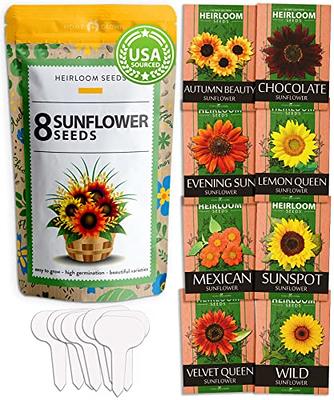 1000+ Bulk Sunflower Seeds for Planting