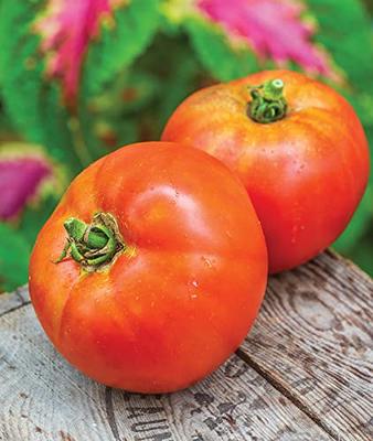 Medium Slicer Tomato Seeds