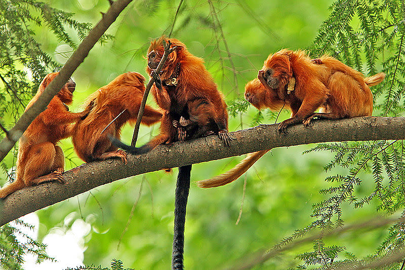 موسوعة ( الحيوانات مهددة الإنقراض )  800px-Golden_lion_tamarin_family