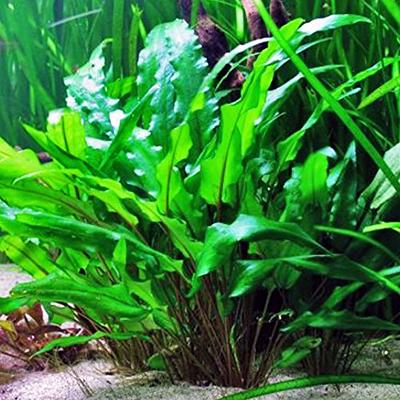 Dwarf Java Moss Live Aquarium Plants, Green Leaf, 1 Cup - Yahoo Shopping