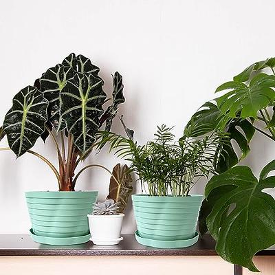 YNNICO 6 inch Plant Pots, 5 Pack Flower Pots Outdoor Indoor, Planters with  Drainage Hole and Tray Saucer