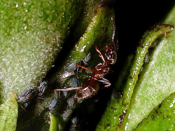 كيف يرزق الله النملة Ants_lasius_aphids11