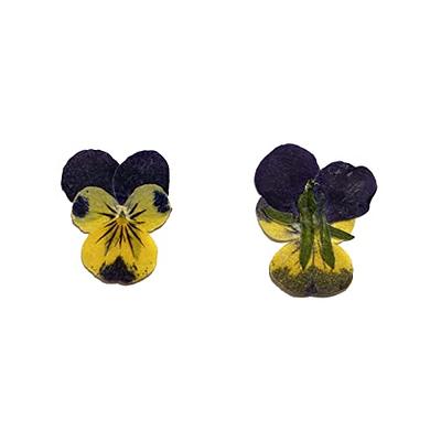 YUNZHI Natural Pansy Dried Pressed Flowers for Resin, Dry Flower for  Candle,Epoxy Resin,Soap Making,Scrapbooking,DIY Art Crafts,Painting  12pcs/Pack (Pansy Yellow Purple) - Yahoo Shopping