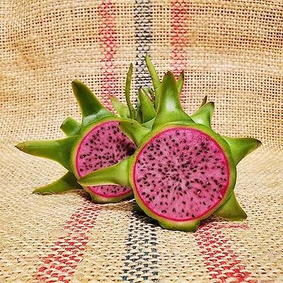 Dragon Fruit Tree - Live Plant in a 4 Inch Pot - Hylocereous Undatus -  Edible Tropical Fruit Plant from Florida 