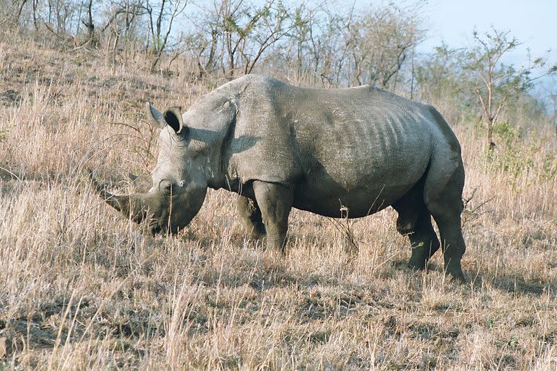 موسوعة ( الحيوانات مهددة الإنقراض )  800px-Rhinoceros_male_2003