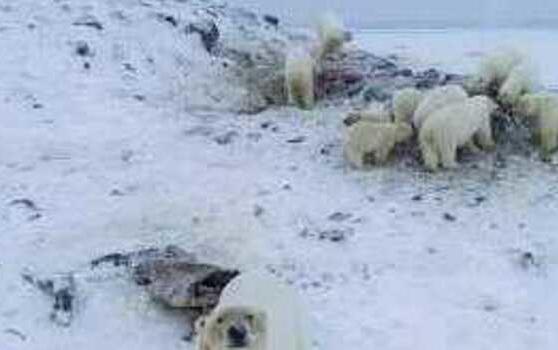 More Than 50 Hungry Polar Bears Gather Near Siberian Village