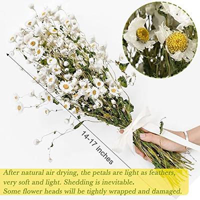 Dried Daisy White Flowers,250+ Real Chrysanthemum Rhodanthe Daisies Flower  Head Length 17'' Gerber Daisies for vase, Bouquet, Flower Arrangements, Home  Wedding Decor - Yahoo Shopping