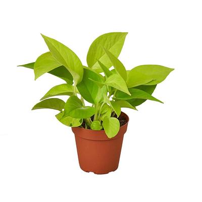 Plant - Yahoo Shopping