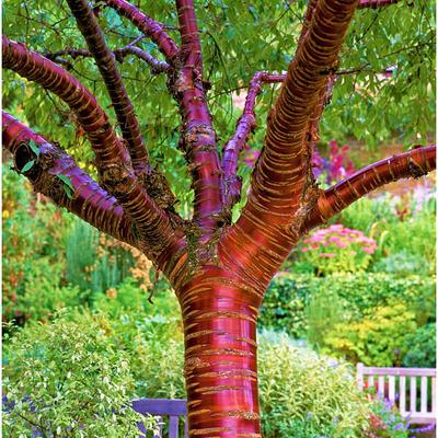 Online Orchards Birch Bark Cherry Blossom Tree (Bare Root, 3 ft. to 4 ft.  Tall) - Yahoo Shopping