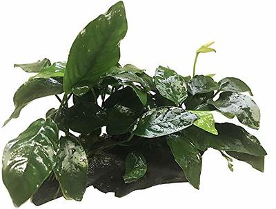  10 Species Live Aquarium Plants Package - Microsorum Java Fern,  Swords, Vallisneria and More! : Pet Supplies