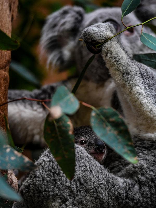 FOTO: Imutnya Bayi Koala yang Lahir di Kebun Binatang Lisbon