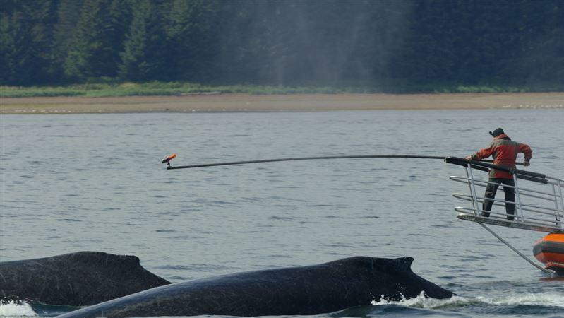 世界地球日「必看片單」出爐！全球野生動物、環境一次看