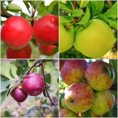 Online Orchards Dwarf Red Delicious Apple Tree Bare Root