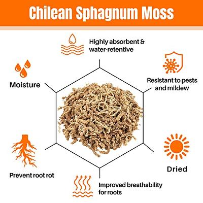 Sukh 7oz Sphagnum Moss for Plants - Sphagnum Peat Moss Natural Premium Long  Fibered Chile Dried Moss Potting Mix for Orchids Succulent Carnivorous  Potted Plant Reptiles Medium Sarracenia - Yahoo Shopping