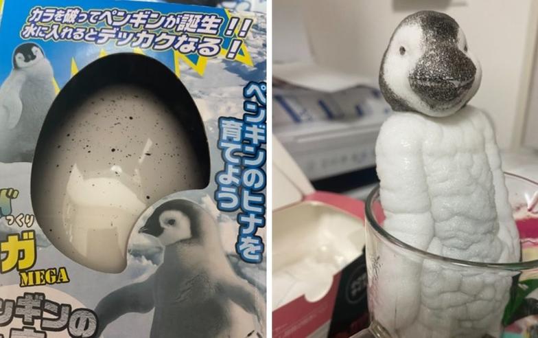 最畸形的企鵝「寵物」誕生　日本網友見玩具蛋成果嚇哭