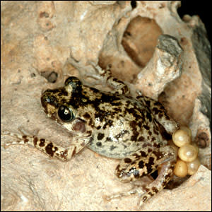 موسوعة ( الحيوانات مهددة الإنقراض )  _41117130_toad_bbc300