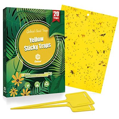 20-Pack Fruit Fly Trap, Yellow Sticky Gnat Trap Killer for Indoor/Outdoor  Flying Plant Insect Like Fungus Gnat, Whiteflies, Aphids, Leaf Miners - 6x8  in, Twist Ties Included - Kensizer