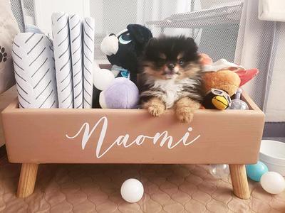 Personalized Dog Toy Box