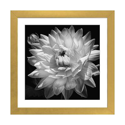 White Dahlia Fashion I Art Print by Pomaikai Barron