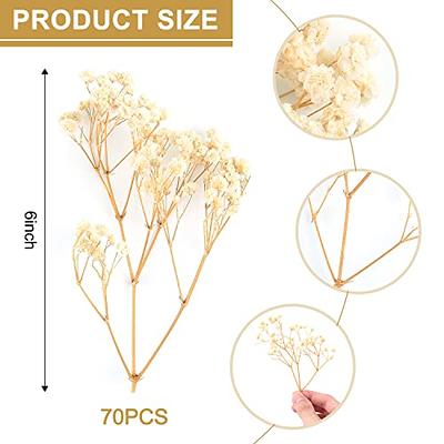 Dried Flowers Babys Breath Bouquet Ivory White Natural Gypsophila Branches  for Home Decor Wedding Dry Flowers