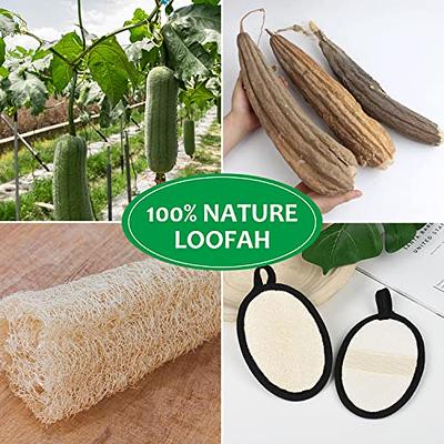 100% Natural Loofah Exfoliating Sponge 4 Pack - Loofah Body Scrubber - Loufa Sponge - Organic Loofah - Exfoliating Body Sponge - Biodegradable Loofa