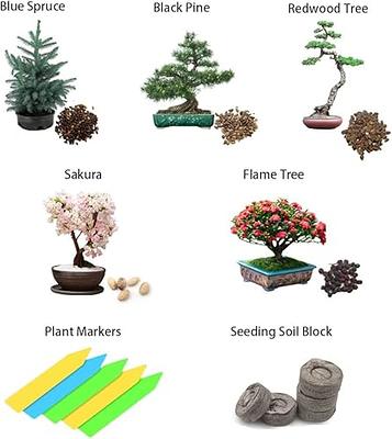 Bonsai Tree kit -Complete Starter kit - Bonsai Growing Kit, 5