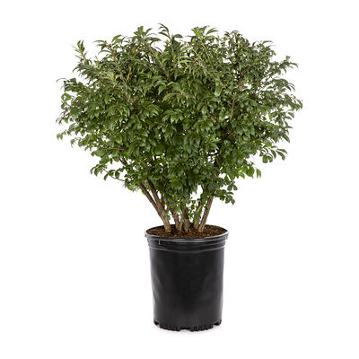 Lowe S Korean Boxwood Foundation Hedge Shrub In Pot With Soil L5166 Nursery Yahoo Shopping