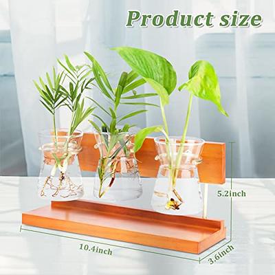 Mkono Plant Propagation Tubes, 3 Tiered Wall Hanging Terrarium with Wooden  Stand Mini Test Tube Flower Vase Glass Planter Stations for Hydroponic