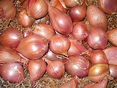 Flavor Friday] Shallot