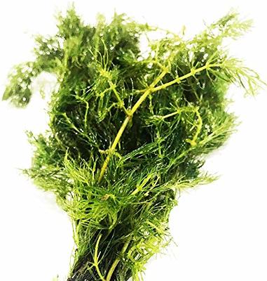  Aquatic Discounts - 3 Different Live Aquarium Plants -  Anacharis + Hornwort + Java Fern BUY2GET1FREE! : Pet Supplies