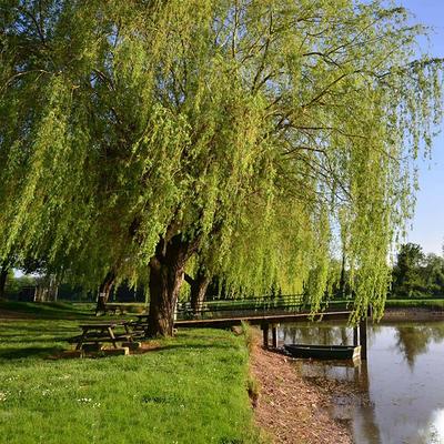 FLOWERWOOD 2.5 Gal Weeping Willow Tree, Green Deciduous Tree