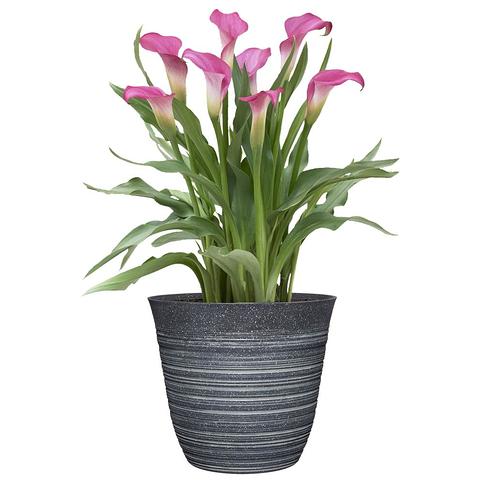 Care Of Calla Lilies In Pots Outdoors - How Long Do Potted Calla Lilies Last