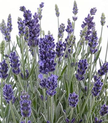 500 TRUE ENGLISH LAVENDER VERA Lavender Augustifolia Vera Herb Flower Seeds  