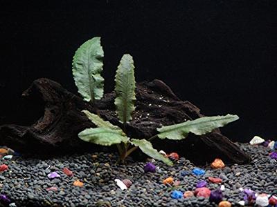  Aquatic Discounts - 3 Different Live Aquarium Plants -  Anacharis + Hornwort + Java Fern BUY2GET1FREE! : Pet Supplies
