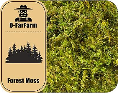 O-FarFarm Sphagnum Moss for Potted Plants 1 qt, Natural Dried Moss for  Orchid, Carnivorous Plants, Terrarium Decor, Natural Reptile Vine