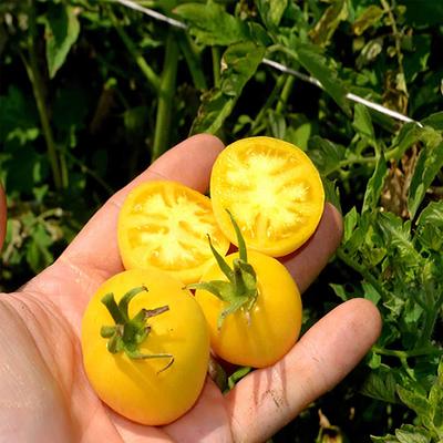 Tomato 'Ponderosa Beefsteak' (Solanum lycopersicum) Non GMO