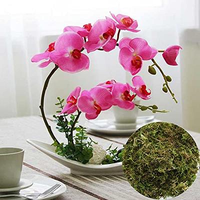 B/A Sphagnum Moss for Orchids - Green Dry Sphagnum Moss, Dried Water Moss