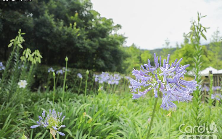 內雙溪花季尋寶登場　士東市場買菜金開賣