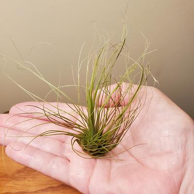 Tillandsia Juncifolia