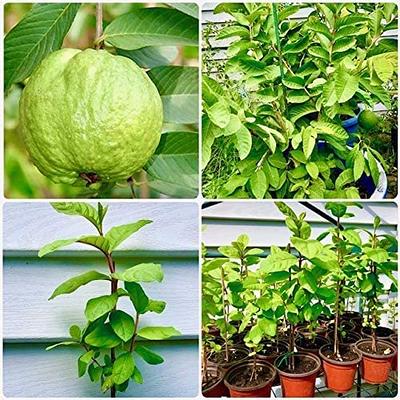 Wekiva Foliage Edgar's Baby Dragon Fruit Tree - 4 Live Starter Plants -  Hylocereous Undatus - Edible Tropical Fruit Plant from Florida  EdgarsBabyDragonFruitTree2x4 - The Home Depot