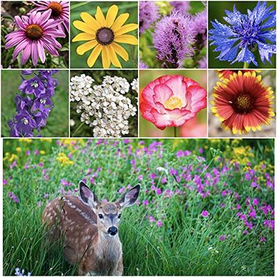 Bulk Wildflower Seed Mixes - Annual and Perennial