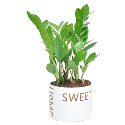 Costa Farms Zamioculcas Zamiifolia ZZ Indoor Plant in 6 in. Home Sweet Home  Ceramic Planter, Avg. Shipping Height 10 in. Tall - Yahoo Shopping