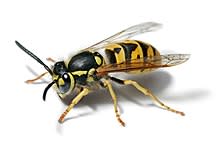 اضخم بحث عن الحشرات- موضوع كامل عن الحشرات-موسوعة شاملة عن عالم الحشرات-عالم الحشرات 220px-European_wasp_white_bg