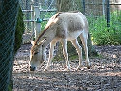 موسوعة ( الحيوانات مهددة الإنقراض )  250px-Equus_hemionus_kulan