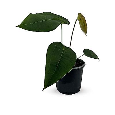 Plant - Yahoo Shopping