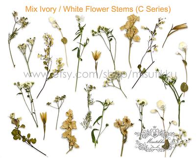 20 Pc Sample Pack Pressed Flowers, Dried White Flowers Mixed, Real
