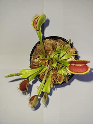 Large Sized B52 Giant Venus Flytrap (Fly Trap Carnivorous Plants) Dionaea -  3 Net Pot